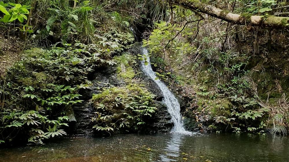 A small waterfall trickling over dark rock into a still forest pool, surrounded by ferns and lush bush